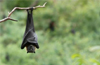 Ostracization, social media hoaxes, constant fear: The costs of Nipah